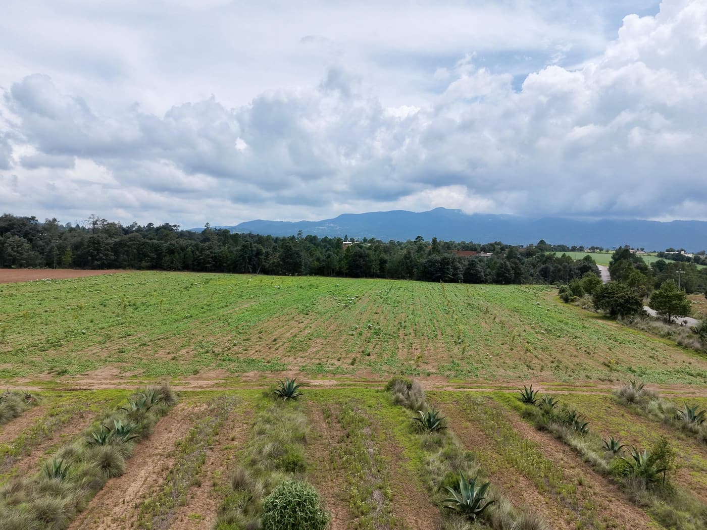 Terreno con vegetación de agave y vista a la sierra