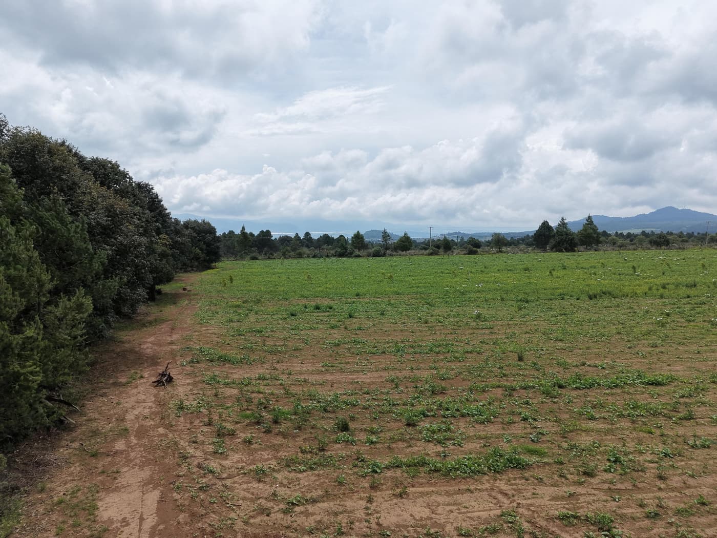 Lote junto a la línea de bosque, con espacio abierto para construir